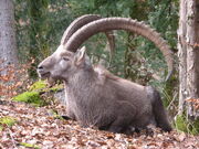 Ibex