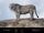 East Siberian Cave Lion