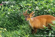 Male-southern-red-muntjac-in-vegetation.jpg
