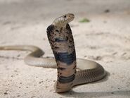 Mozambique Spitting Cobra in Tanzania