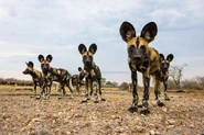 African Wild Dogs as Wolves