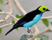 Paradise Tanager as Tianyuraptor