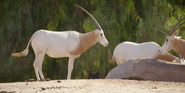 San Diego Zoo Safari Park Scimitar-Horned Oryx