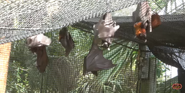 Tampa Lowry Park Zoo Flying Foxes