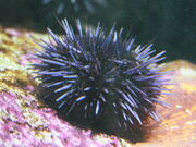 Urchin.jpg