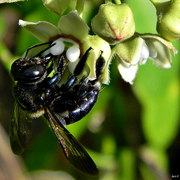 Carpenter Bee.png
