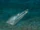 Longbill Snake Eel