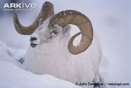 Dall Sheep as Nom Nom