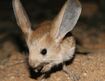 Long-Eared Jerboa