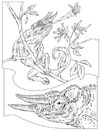 Nationalgeographic coloringbook chameleon