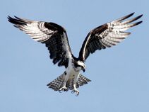 Osprey.jpg