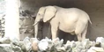 Phelidelphia Zoo Elephant.png (1.82 MB)