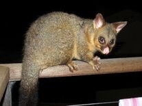 Possum, Common Brushtail.jpg