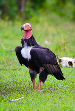 Red-headed vulture.jpg