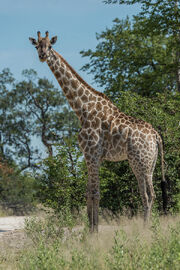 South African Giraffe