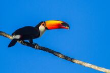 Toucan.jpg