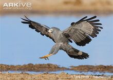 African-harrier-hawk-landing.jpg