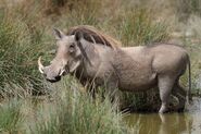 Central African Warthog as Boris/Dobson