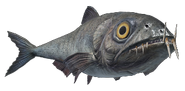 Enchodus