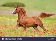 Horse, Arabian