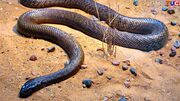 Inland taipan.jpg