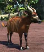 Lowland Bongo