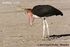 Marabou Stork as Ichthyovenator