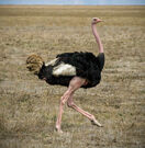 Ostrich as Security Puppet