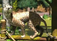 Parana-jaguar-zootycoon3