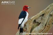 Red-headed-woodpecker-adult-on-snag.jpg
