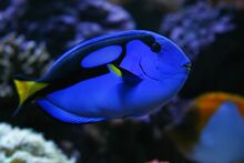 Regal-Tang-668x445.jpg