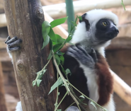 Conquerel's Sifaka