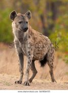 Southern Spotted Hyena