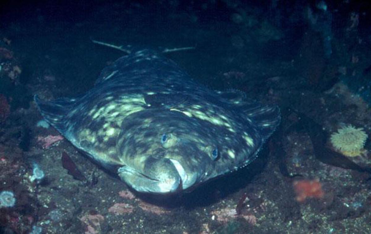 Pacific halibut - Wikipedia