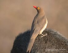 550px-Red-billed Oxpecker.jpg