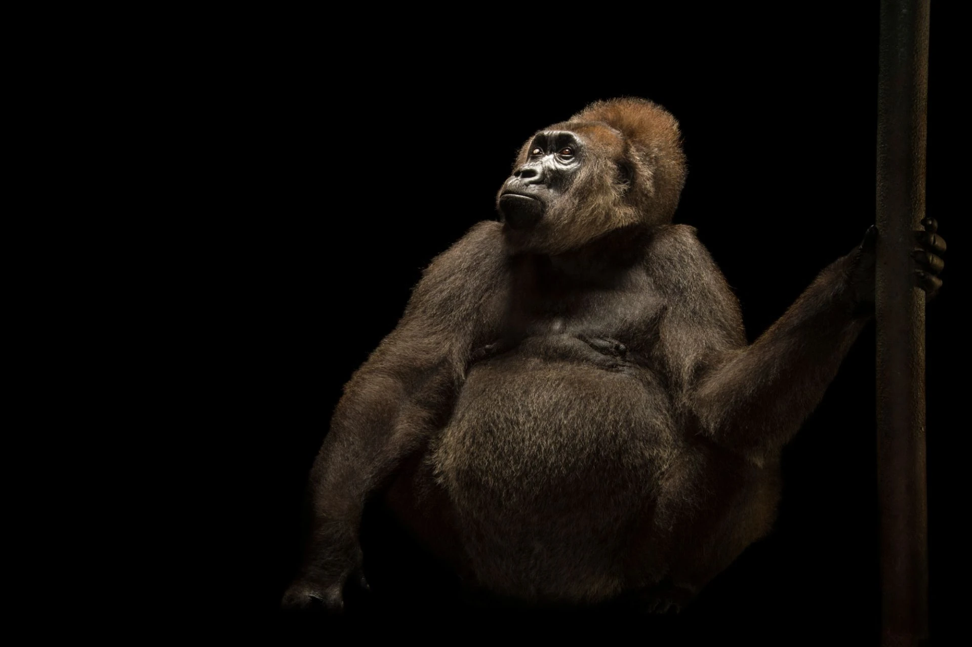 Cross River Gorilla | The Parody Wiki | Fandom