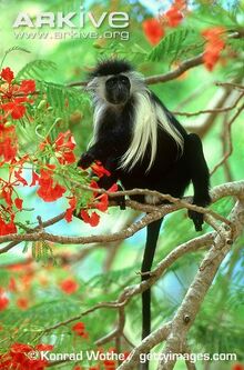 Adult-Angola-colobus-in-a-tree.jpg