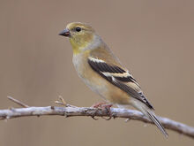 American-goldfinch-female.jpg