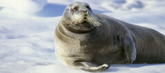 Bearded seal.jpg