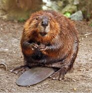 Jack the North American Beaver (Justin Bieber)