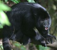 Black Howler Monkey