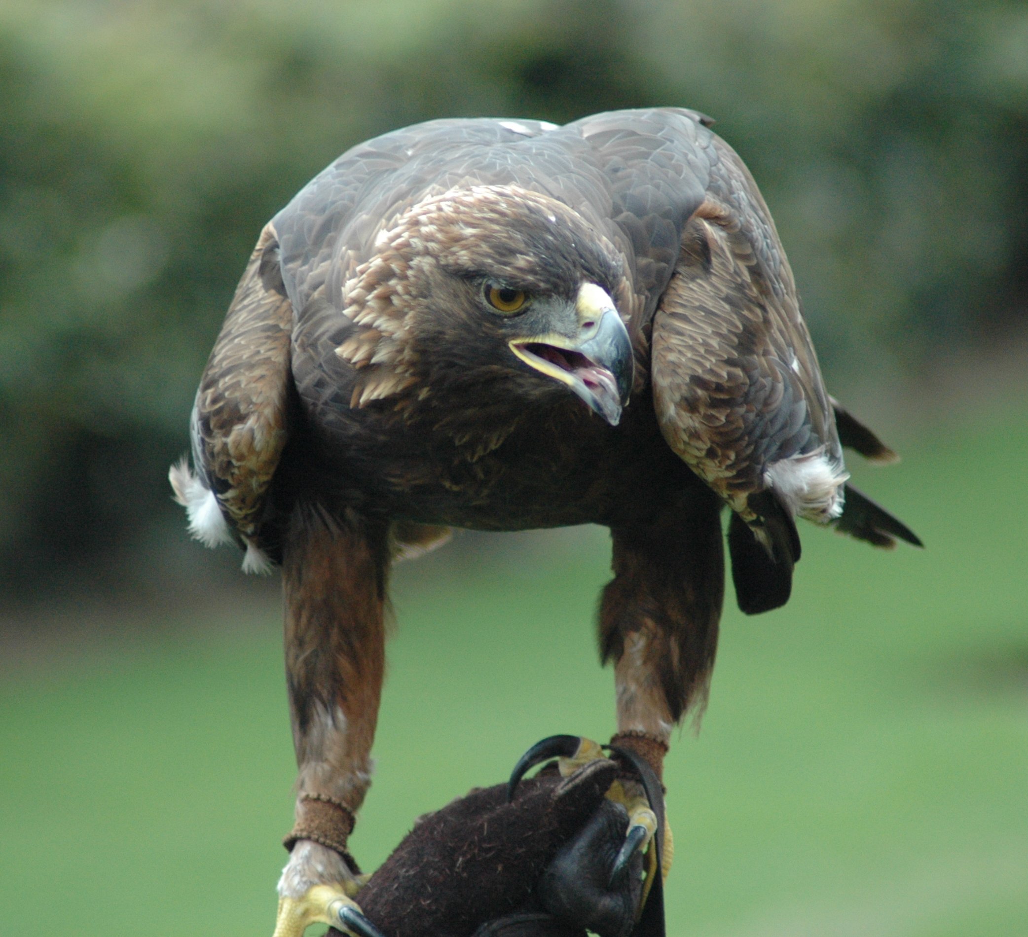 Golden Eagle The Parody Wiki Fandom Golden Eagle The Parody Wiki Fandom