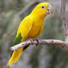 Golden-Conure.jpg