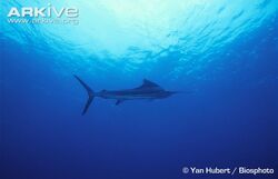 Amazon.co.jp: The larvae of indo-Pacific coastal fishes