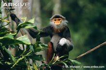 Male-red-shanked-douc.jpg