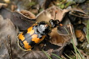 Nicrophorus.vespillo.jpg