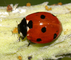 Seven-spotted ladybug.jpg