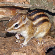 Siberian Chipmunk as Adapiform