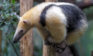 Southern Tamandua