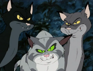 Wild Cats.PNG